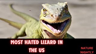 America's Most Hated Lizard Exposed! #nature #shorts