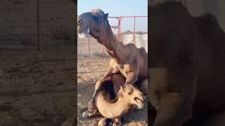 Biggest Camel Mating Enjoying   #camelsound #youtubeshorts #shorts