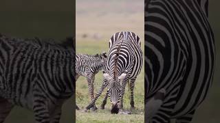 Zebras are Social Animal #zebra #animals #wildlife #nature