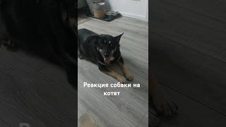 Джуля потеряла покой из-за #плюша_котенок и его сестёр Часть 6 #cat #животные #как_кошка_с_собакой