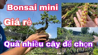 Tham quan vườn bonsai mini ,bonsai Tài bến tre,và Gl một số cây mini giá vài trăm .lh 0943133327 Tài