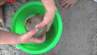 Kids Playing with Jellyfish on Tybee Island (HD)