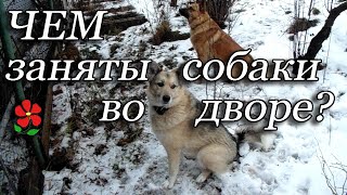 10 минут из собачьих будней. Лёгкое видео выходного дня. Вы просили моих "артистов"? Они здесь!