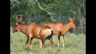 WILD ANIMAL FIGHT! 2 RED HARTEBEESTS GO AT IT!