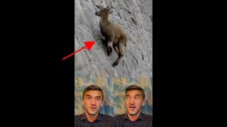 Incredible Ibex Goats defies gravity and climbs a dam