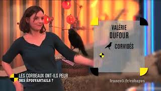 Les corbeaux ont-ils vraiment peur des épouvantails ? - On n'est pas que des cobayes! #cobayesf5