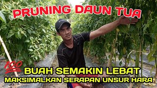 PART 12 : MANJUR DAN EFEKTIF‼️MANFAAT PRUNING DAUN TUA TINGKATKAN PEMBUAHAN CABE