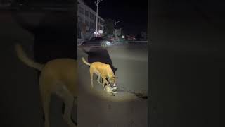 Please save my friend #foryou #foryoupage #frends #shortvideo #viralvideo#dog #cutecat #fyp 🙏🐈😢