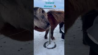 Iceland, horses