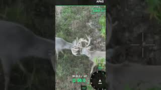 Huge bucks spar...DJI Mavic 3T Thermal