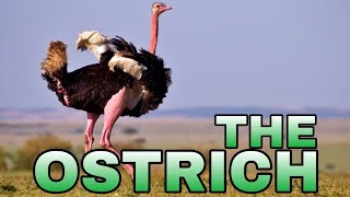 The #Ostrich Fast Strong More Powerful Biggest