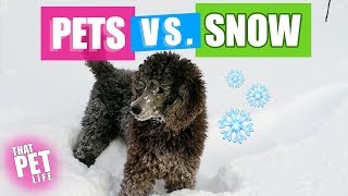 Funny & Cute Pets in the Snow Compilation | Try Not to Aww Challenge