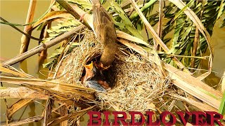 Oh my god, baby bird if you move from nest you will drop into water.