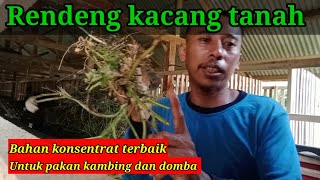 RENDENG KACANG TANAH BAHAN KONSENTRAT GRATIS TERBAIK UNTUK KAMBING DOMBA