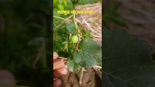 আঙ্গুর ফলের চারা তৈরি #shot video.