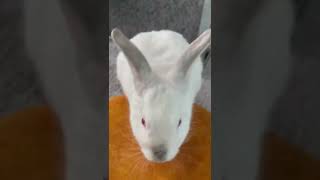 Calling my rabbit by her name without a problem