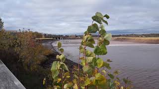 Tidal bore on route to the soon to be gone causeway @ Riverview. October 17, 2020.