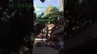 Pensou em uma capital com muito verde? Pensou Beagá!!!