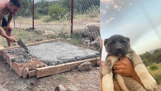 YENİ KANGAL YAVRULAR GELDİ KÖPEK KULÜBELERİNİ KENDİM YAPMA KARARI ALDIM