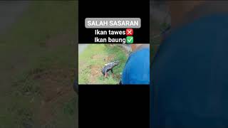 asik nya mancing liar, target ikan tawes dapat nya baung😱😰