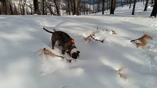 Chance "On the "Hunt" in Mendocino NF