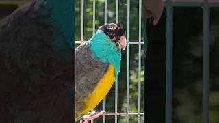 Hooded Parrot Breeding Season #shorts