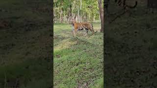 tiger കടുവ #tigervideo #shorts #naturalsound #kabiniforest #travellersfootprint #nature