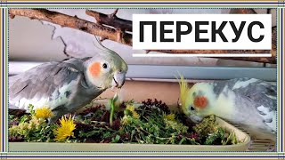 Ноябрьский обед корелл Бони и Яши, а также воробьишек Тоши и Пони.