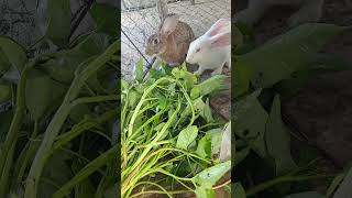 The rabbit eat so sweet and cute.#rabbitworldrabb #rabbitmusic #cuterebbit #kidssong #childrensongs