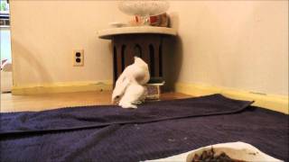 Young gyrfalcon eating from the plate