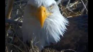 Decorah Eagles  2-20-16  Panning - Mom