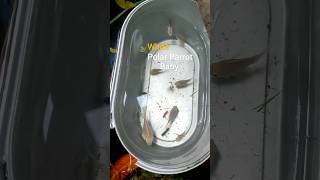 সাদা Polar parrot এর বাচ্চা গুলোকে বড় Tank এ shift করে দিব। #ornamentalfish #polarparrot #fishtank