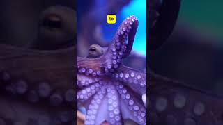 Did You Know Octopuses Have THREE Hearts? 🐙💖 Mind-Blowing Octopus Facts!  #reels #short #viralvideo