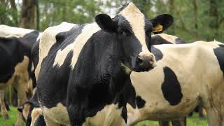 Decoding Cow Communication - Tail Flicking and Pheromones