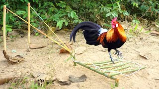 Build  chicken trap Using Bamboo Wood / How To Build Simple Wild Chicken Trap