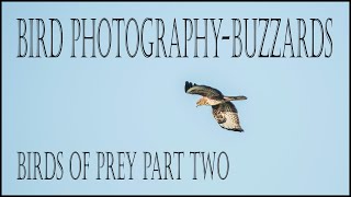 Photographing Buzzards-Birds of Prey Part Two