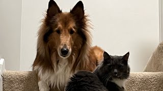 The Third Max And Tiko Movie #doge #dog #cat