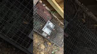 Predator killed 11 of my chickens in 2 days. Response time. #chickens #urbanfarming #predator #trap