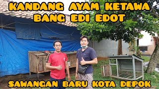 AYAM KETAWA DURASI Bang Edot sawangan baru kota Depok #1