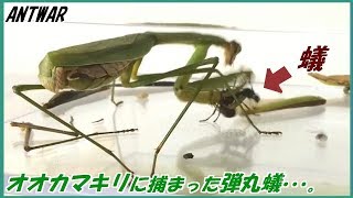 蟻戦争Ⅲ＃100 オオカマキリに捕まった弾丸蟻(パラポネラ)の末路。編～The end of bullet ant caught by a large mantis.～