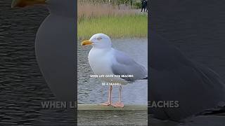 When Life Gives You Beaches 😃 #seagull #funny #motivation