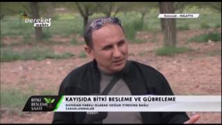 Kayısı Yetiştiricilği - Kayısı Bakımı, Sorunları ve Çözümleri