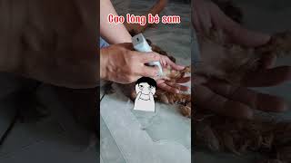 ❤️ cạo lông máu chó poodle