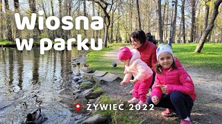 MAJÓWKA 2022 | PARK W ŻYWCU | 2022 | SPACER | KARMIENIE KACZEK