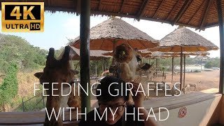 🦒Up-Close Safari Adventure: Majestic Giraffes in the Heart of Bangkok at Safari World!