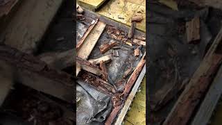 Rotten timber decking