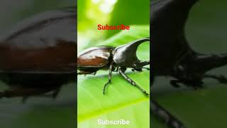 different types of rhino beetle .