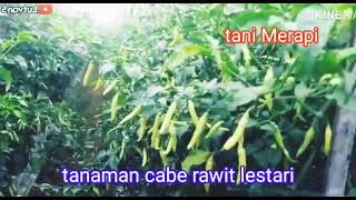 tanaman cabai rawit lestari