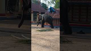 elephant #shorts #viral #elephant short #shortsfeed