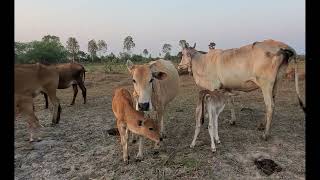 Village cow funny and beautiful, cow mooing, cow jump, cow playing